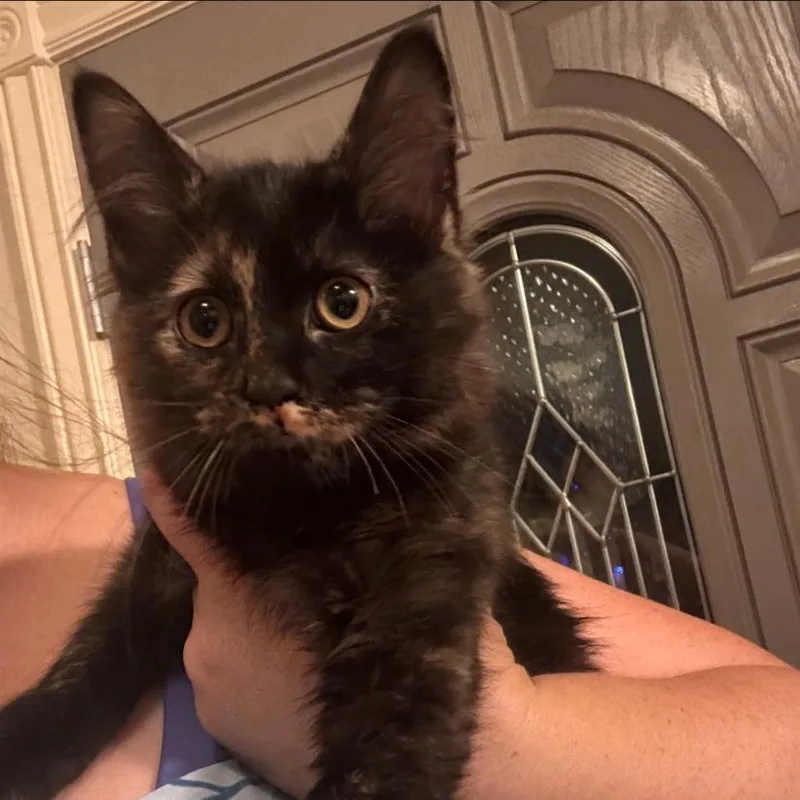 A young small-sized female Tortoiseshell Domestic Medium Hair cat named Boba for adoption in Layton, UT