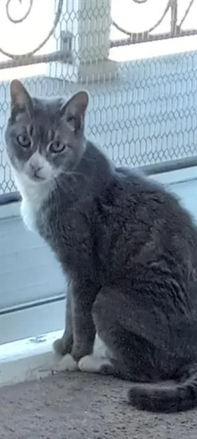 A senior medium-sized female Domestic Short Hair cat named Lulu for adoption in Long Beach, CA