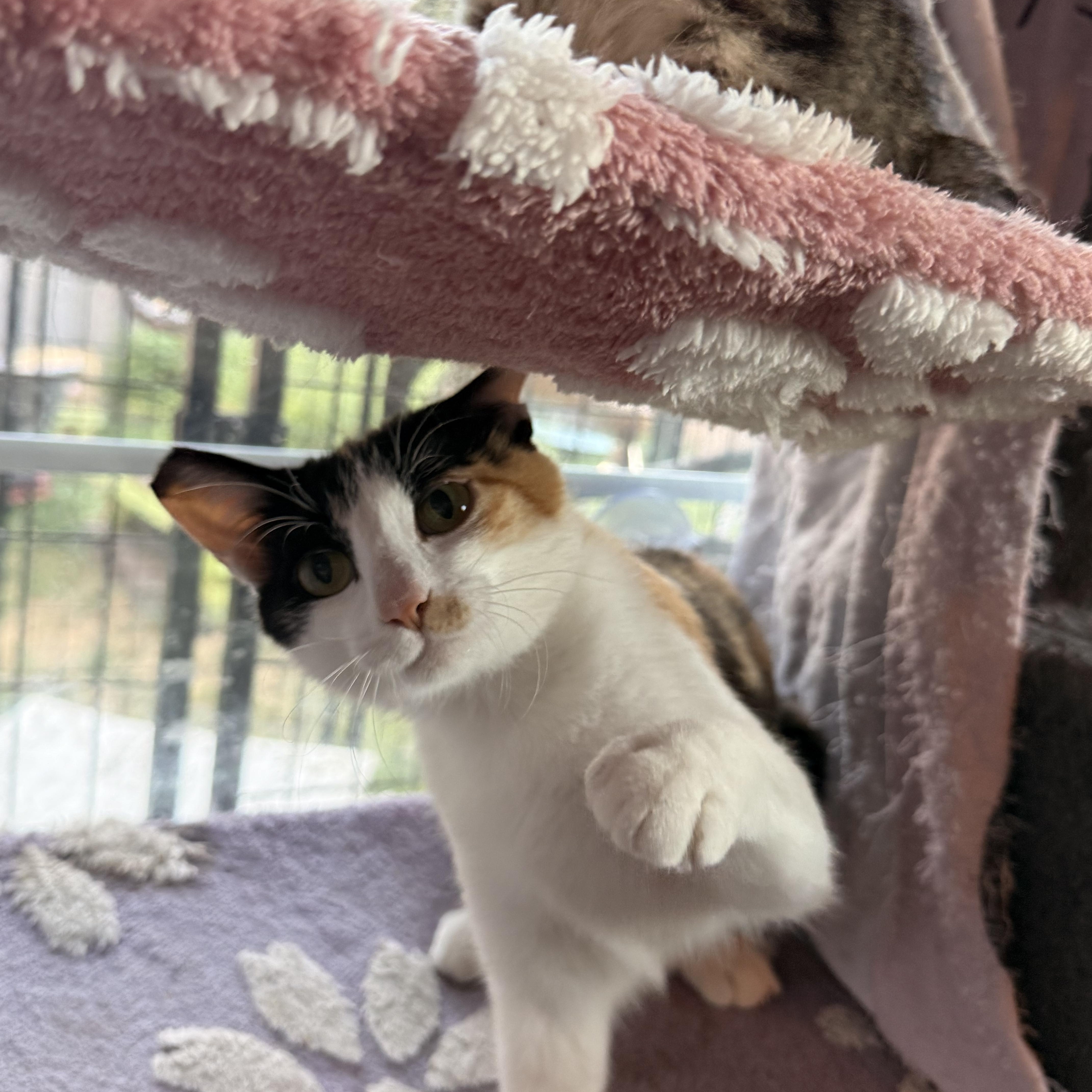 A young medium-sized female Calico Domestic Short Hair cat named Miss Honey for adoption in The Dalles, OR