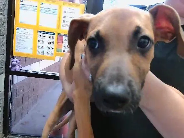 A baby small-sized female German Shepherd Dog dog named Scooby Doo for adoption in Tulsa, OK