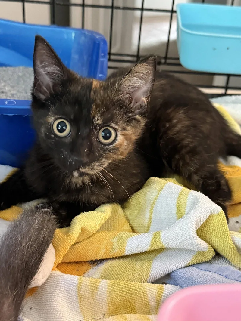 A baby small-sized female Domestic Short Hair cat named Charlotte for adoption in Hockessin, DE