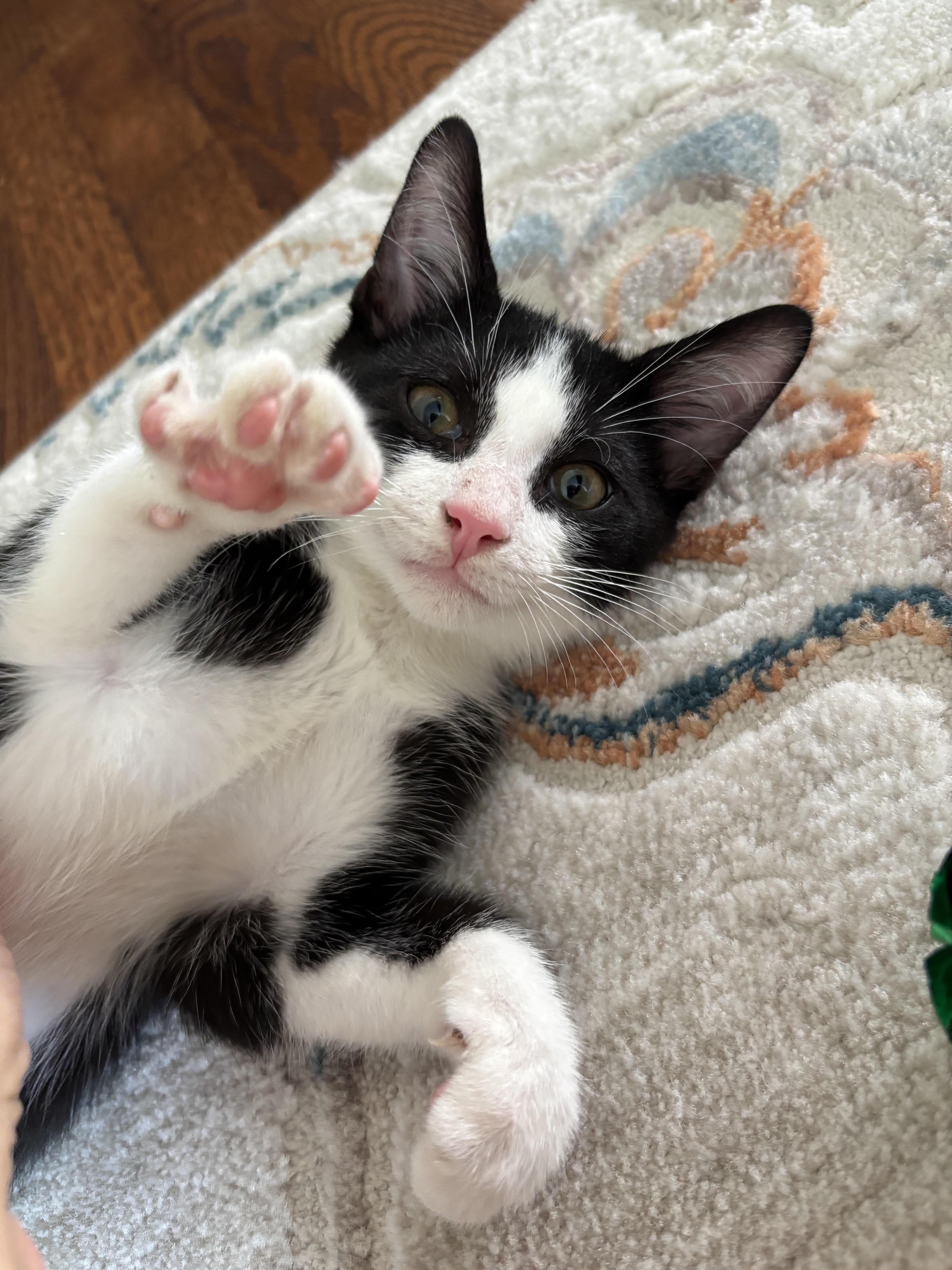 A baby medium-sized male Black & White / Tuxedo Domestic Short Hair cat named Alfredo for adoption in Toledo, OH