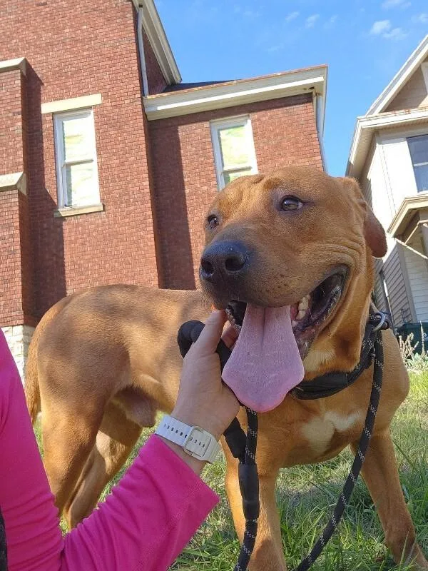 An adult medium-sized male Mixed Breed dog named Fernando for adoption in Cincinnati, OH