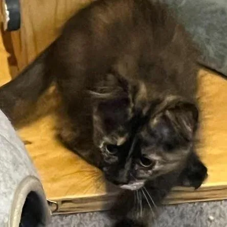 A baby small-sized female Black Domestic Short Hair cat named Skittles for adoption in Grand Island, NE