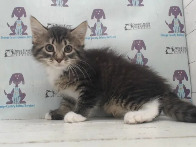 A baby small-sized female Domestic Long Hair cat named Abbey for adoption in Orlando, FL