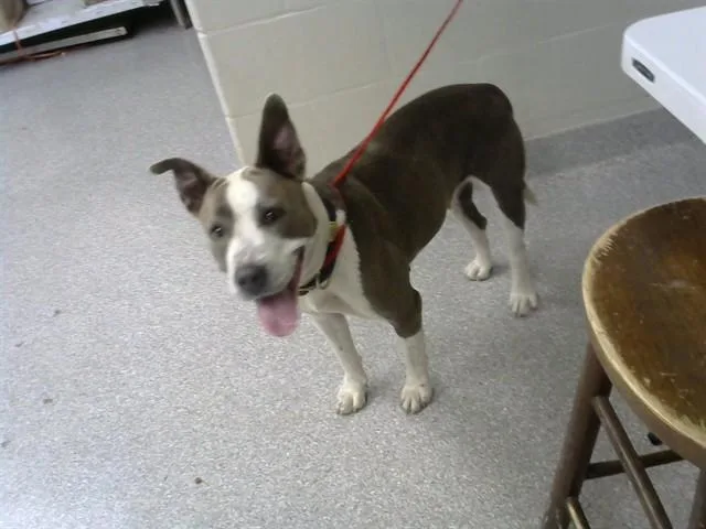 A young medium-sized female Staffordshire Bull Terrier dog named Nala for adoption in Pasadena, TX