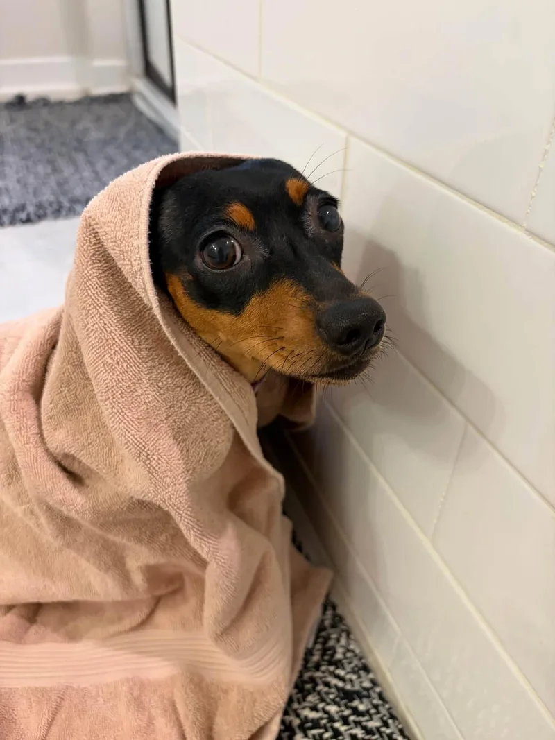 A young medium-sized female Dachshund dog named CriKee for adoption in Greenville, SC
