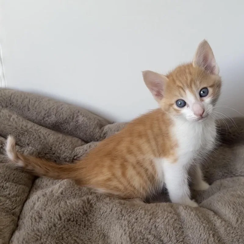 A baby small-sized male Orange / Red Domestic Medium Hair cat named Bert for adoption in Sunnyvale, CA