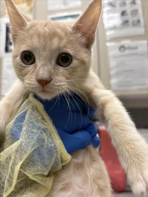 A baby small-sized female Domestic Short Hair cat named Maple for adoption in Las Vegas, NV