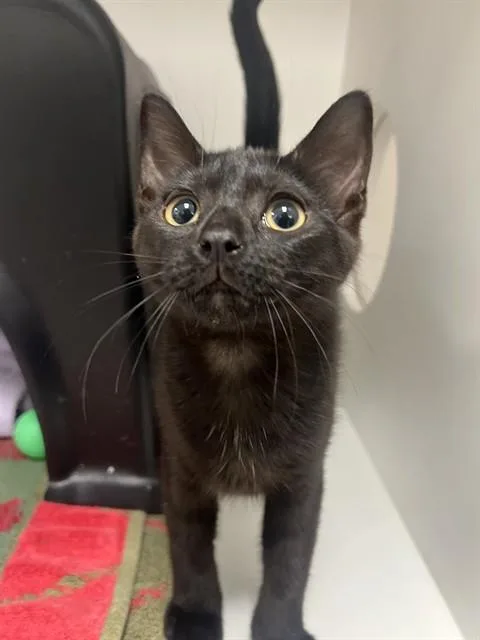 A baby small-sized female Domestic Short Hair cat named Oreo for adoption in Ontario, CA
