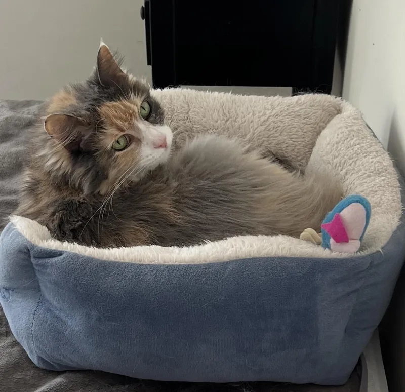 A senior large-sized female Calico cat named Sunny for adoption in Waldorf, MD
