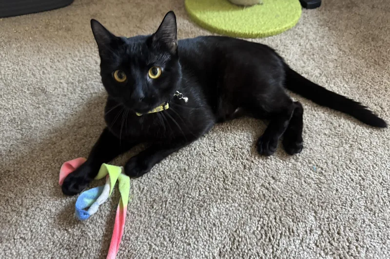 A young medium-sized male Black Domestic Short Hair cat named Champa for adoption in Catasauqua, PA