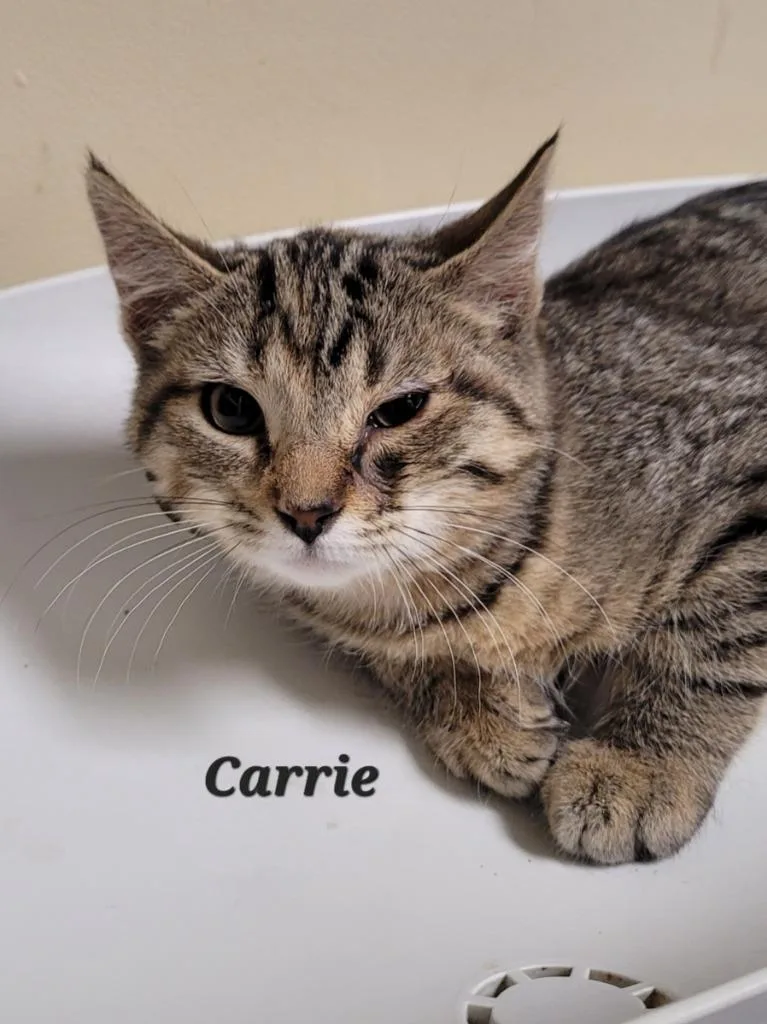 An adult medium-sized female Domestic Short Hair cat named Carrie for adoption in Cedar Rapids, IA