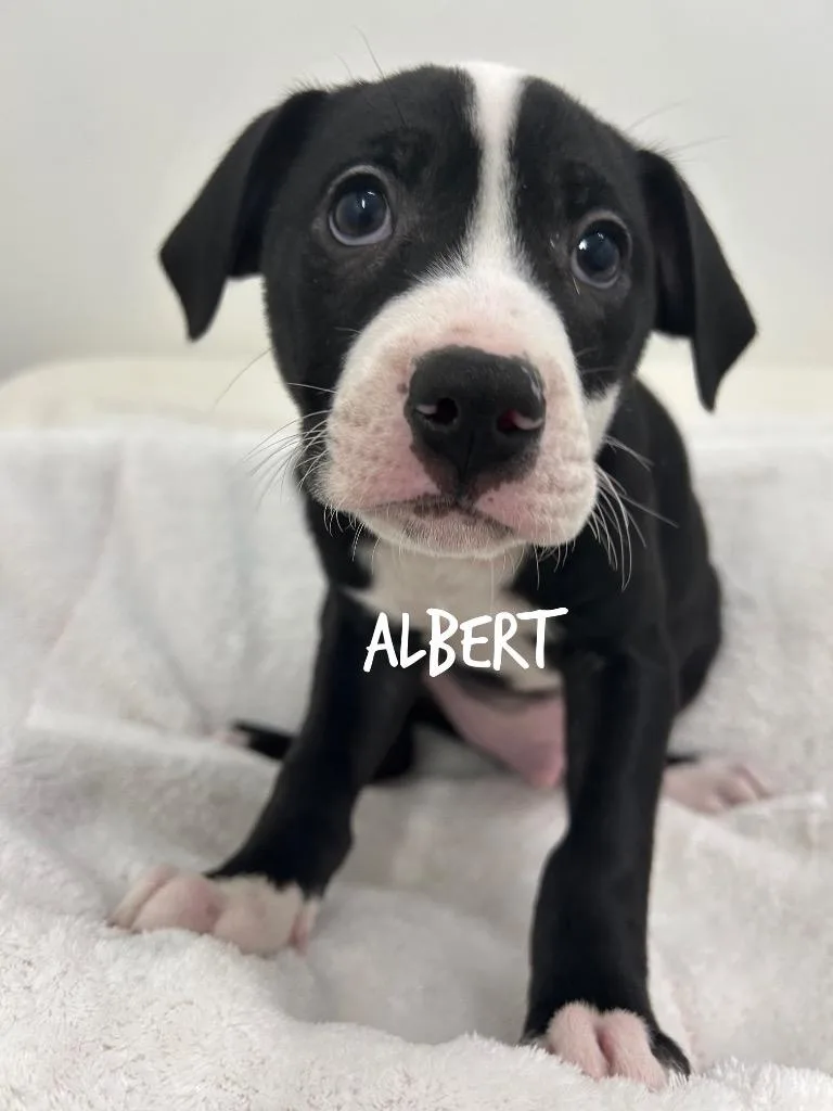 Albert