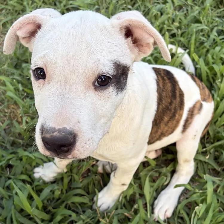 A baby medium-sized male Brindle Pit Bull Terrier dog named Timmy for adoption in Oklahoma City, OK