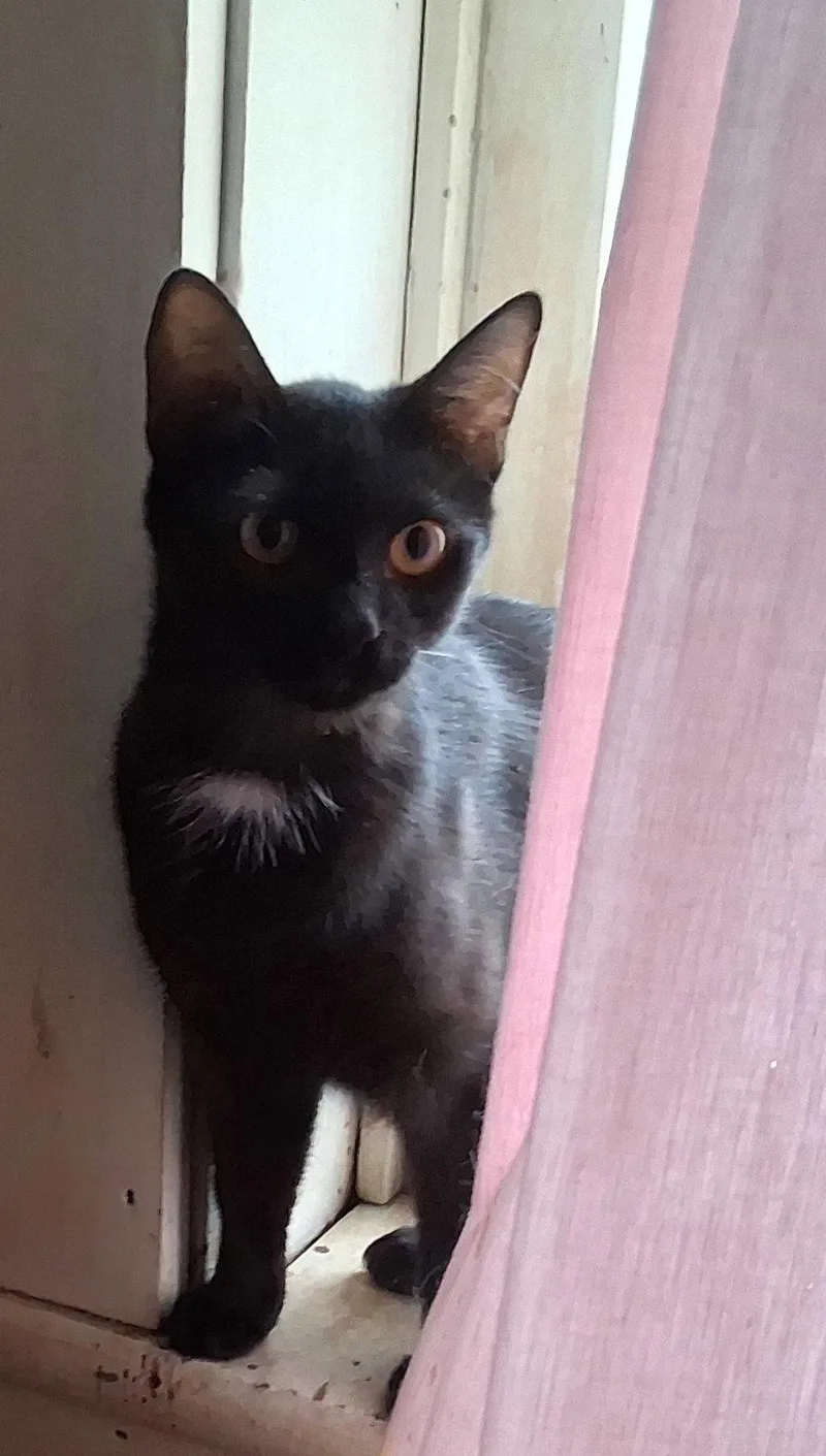 A young medium-sized female Black Domestic Short Hair cat named Augusta for adoption in Mcconnelsville, OH