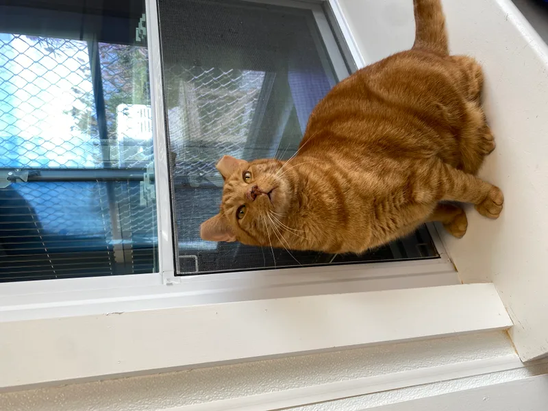 An adult large-sized male Domestic Short Hair cat named Pumpkin for adoption in Ocean City, NJ