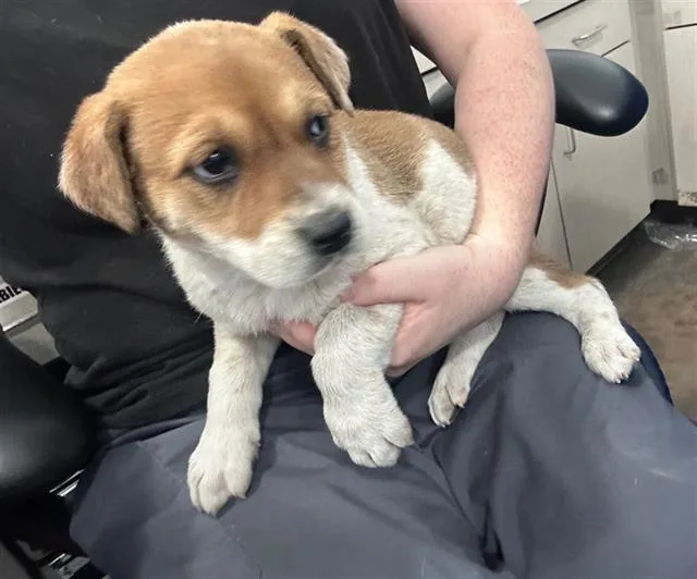 A baby large-sized female Mixed Breed dog named Ahsoka for adoption in Dallas, TX
