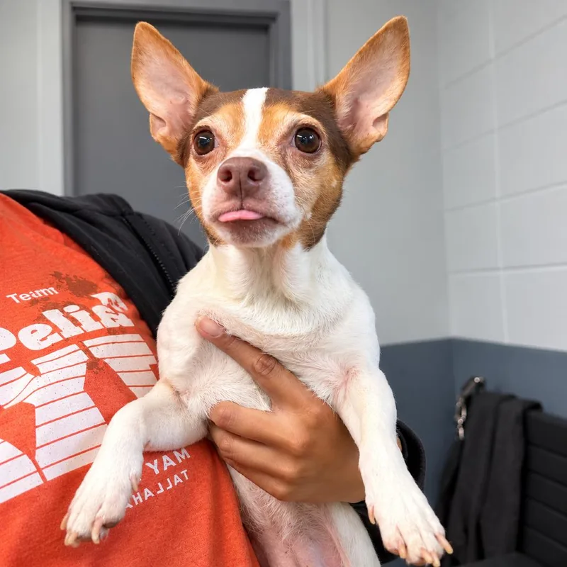 A senior small-sized female Chihuahua dog named SemiSweet for adoption in Hopkinton, MA