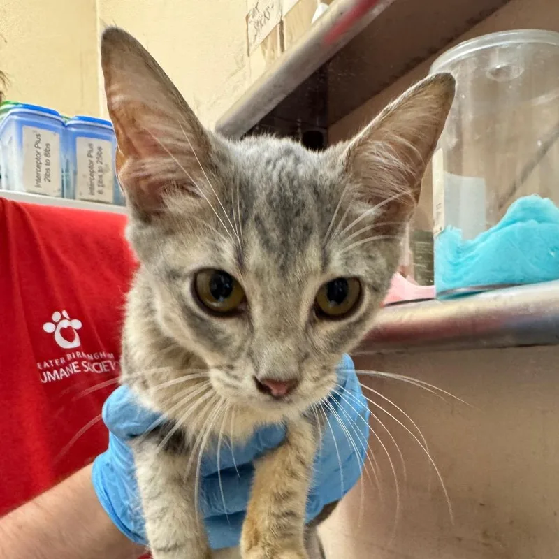 A young small-sized female Gray / Blue / Silver Domestic Short Hair cat named Bibi for adoption in Birmingham, AL