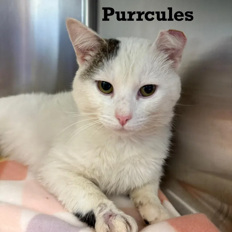 An adult medium-sized male White Domestic Short Hair cat named Purrcules for adoption in Parkersburg, WV