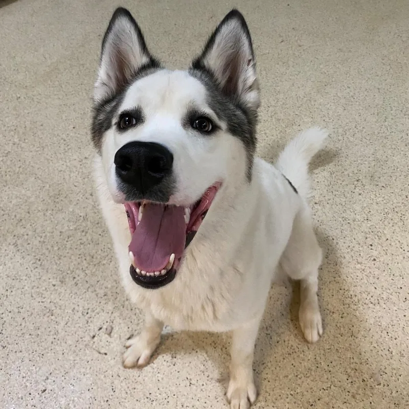 A young large-sized male Husky dog named Mario for adoption in Muncie, IN