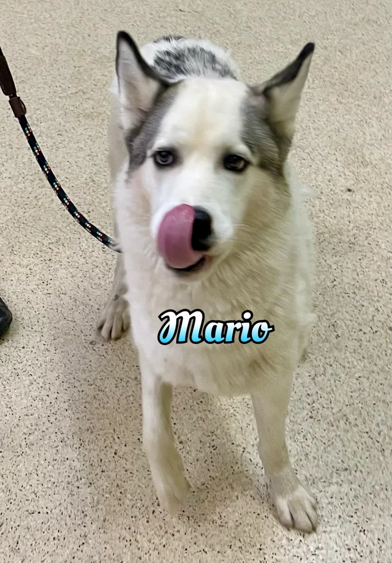 Mario thumbnail 5