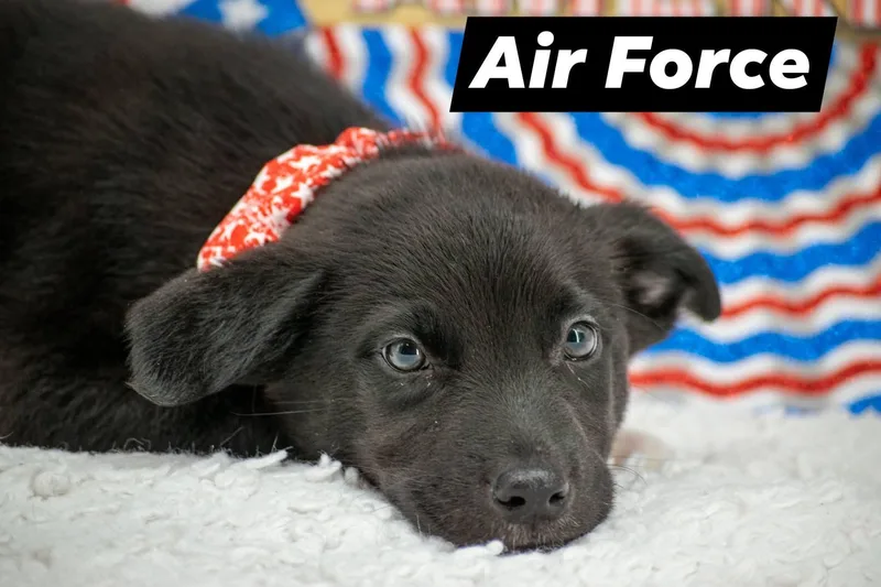 Air Force thumbnail 4
