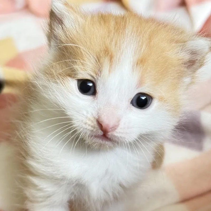 Tubman C thumbnail 2