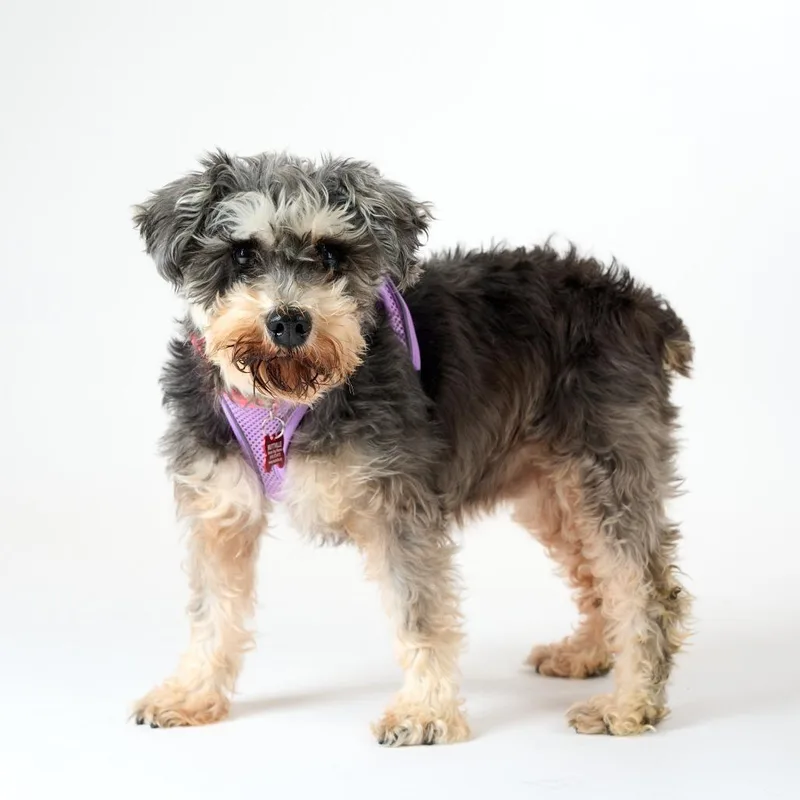 A senior small-sized female Black Schnauzer dog named Helena for adoption in San Francisco, CA