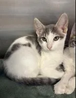 A baby medium-sized female White Domestic Short Hair cat named Mj for adoption in Orange, VA