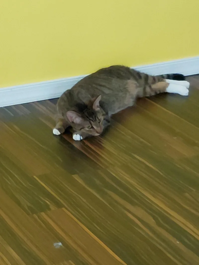 An adult medium-sized female Domestic Short Hair cat named Olive G. for adoption in Trenton, NJ