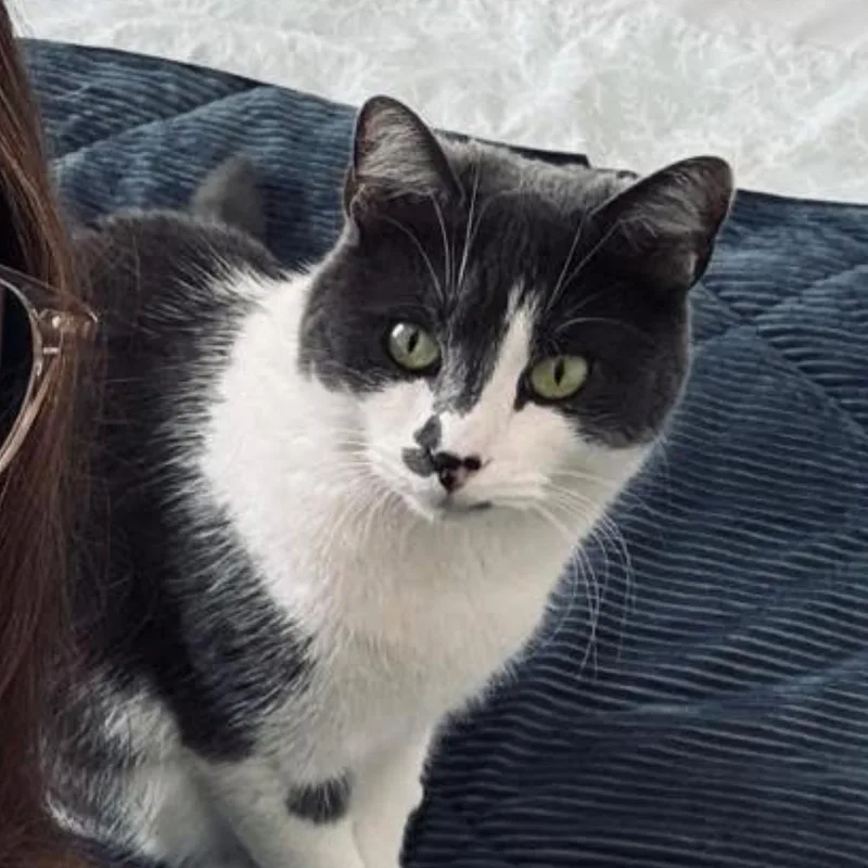 An adult medium-sized female Gray & White Domestic Short Hair cat named Stevie for adoption in Gardner, MA