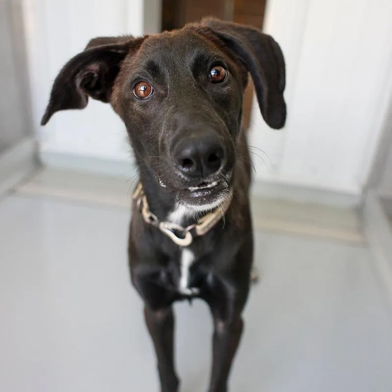 An adult medium-sized female Black Retriever dog named Halo for adoption in Bradenton, FL