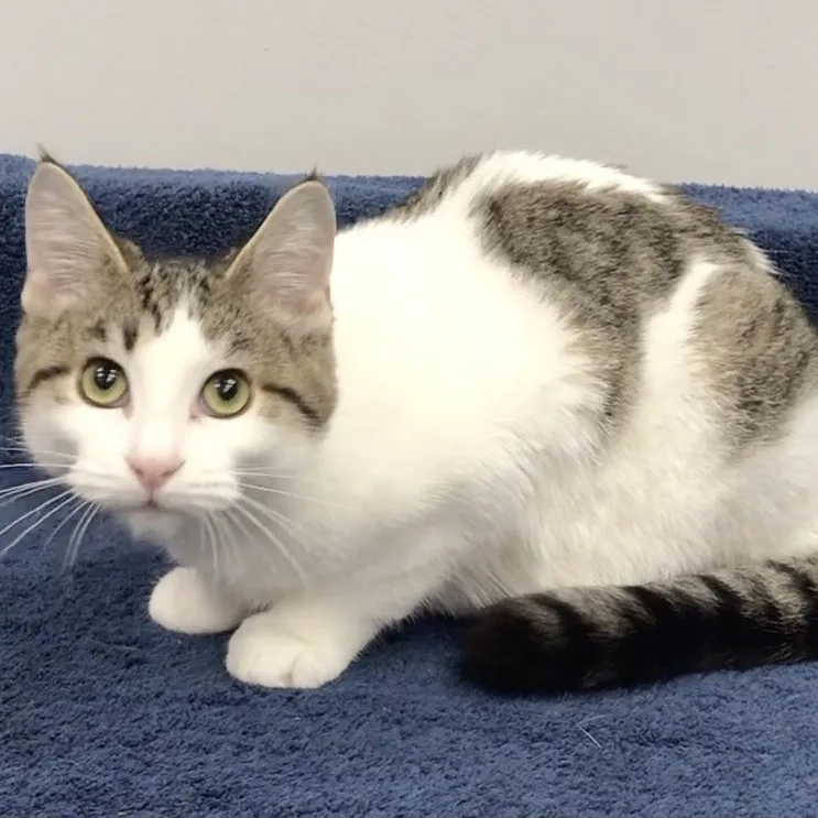 A young medium-sized male White Domestic Short Hair cat named Aragon for adoption in Lincolnwood, IL