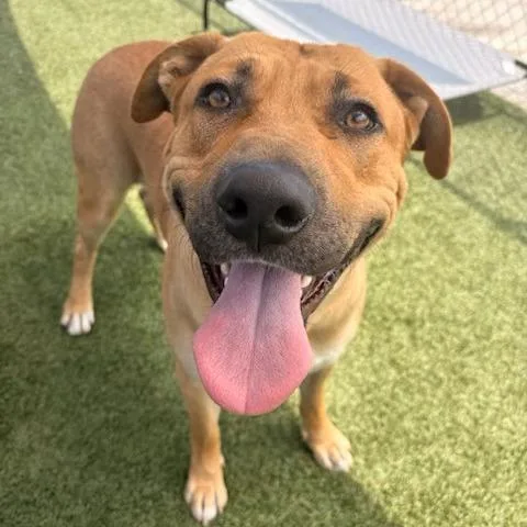 An adult large-sized male Brown / Chocolate Pit Bull Terrier dog named Luka for adoption in Long Beach, CA