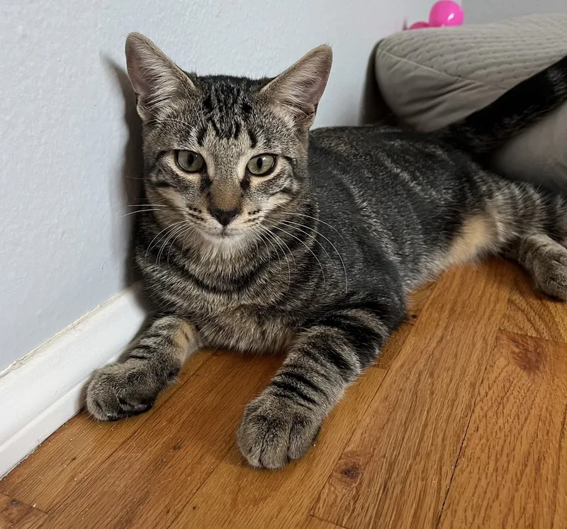 Tim Jamal thumbnail 2