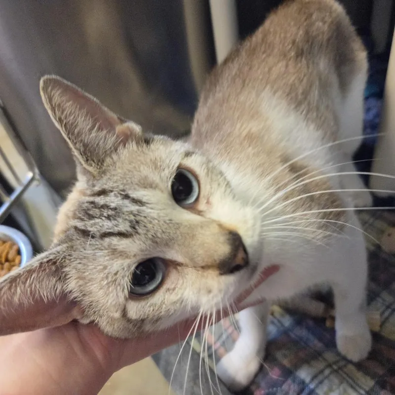 An adult medium-sized female Cream / Ivory Siamese cat named Croissant for adoption in Rock Falls, IL
