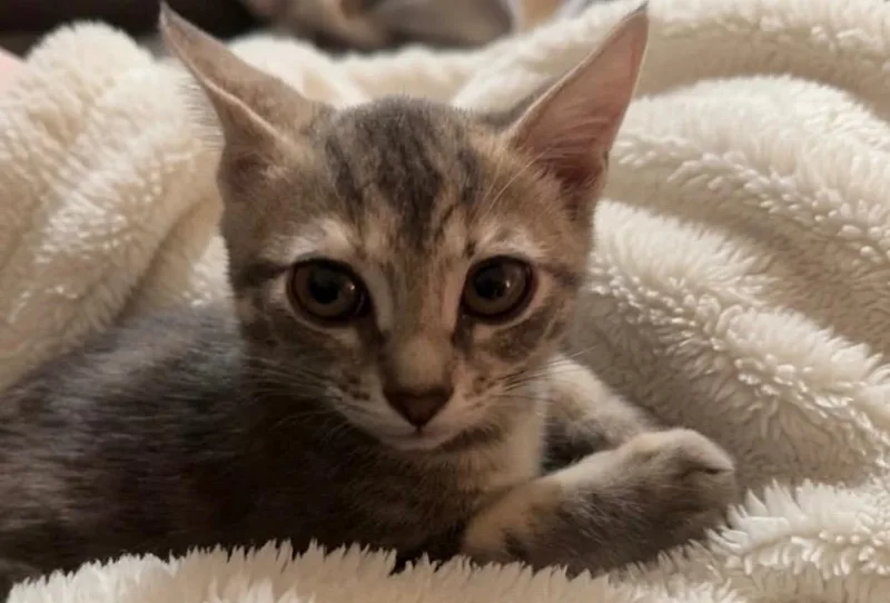 Lilo