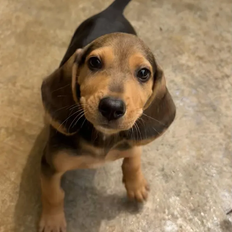 A baby small-sized female Black Beagle dog named Piggy for adoption in Freeport, FL