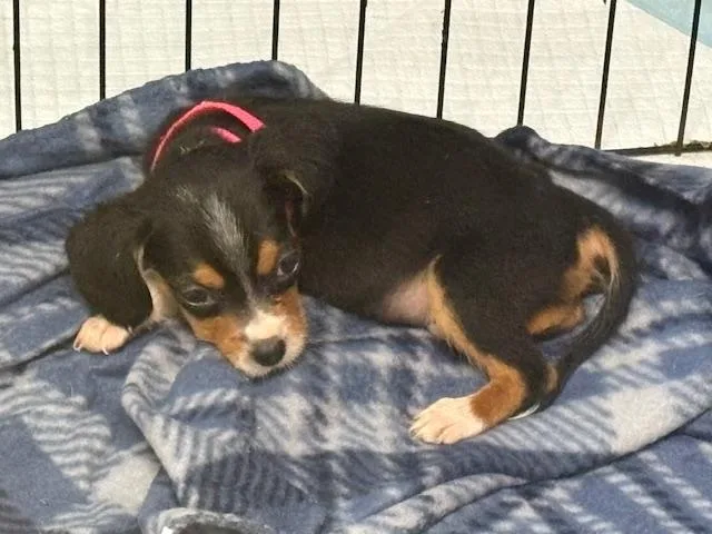 A baby medium-sized female Tricolor (Brown, Black, & White) Beagle dog named Bopeep for adoption in Scottsburg, IN