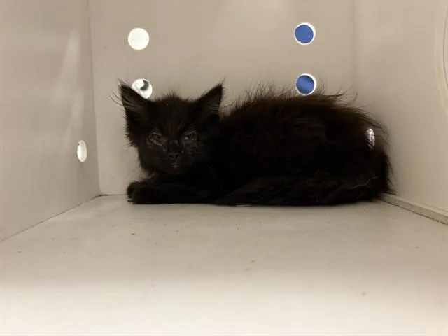 A baby small-sized female Domestic Short Hair cat named Julie for adoption in Ontario, CA