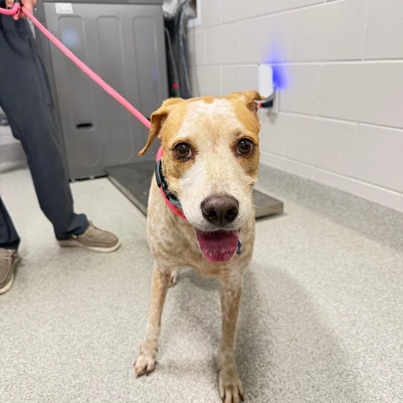 An adult medium-sized female Yellow / Tan / Blond / Fawn Mixed Breed dog named Linda for adoption in Englewood, FL