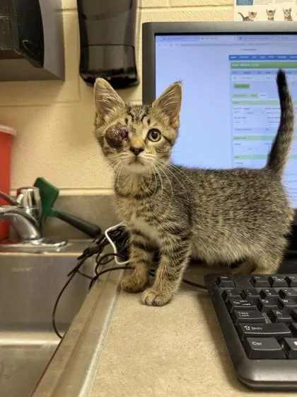 A baby small-sized male Domestic Short Hair cat named Chester for adoption in Westland, MI
