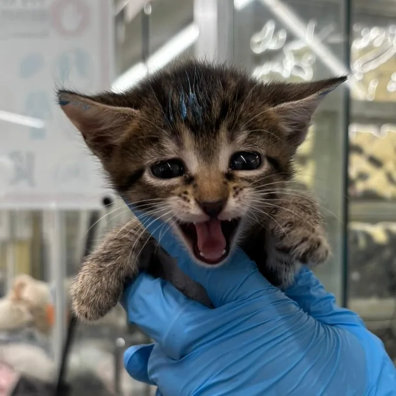 A baby small-sized female Brown / Chocolate Domestic Short Hair cat named Wren for adoption in West Palm Beach, FL