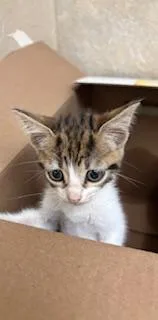 A baby small-sized female Domestic Short Hair cat named Pinto for adoption in Honolulu, HI