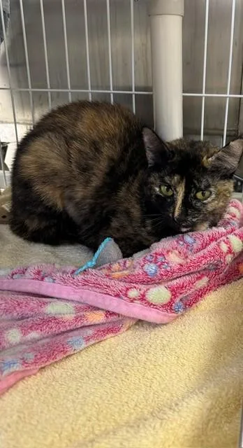 A young medium-sized female Domestic Short Hair cat named Susie for adoption in Naples, FL