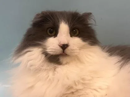 An adult small-sized male Domestic Long Hair cat named Mister Fluffy for adoption in Golden Valley, MN