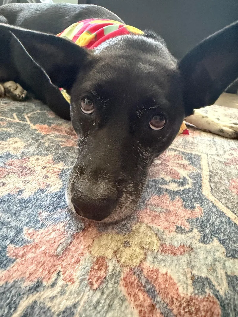 An adult medium-sized female Black Mixed Breed dog named Phoebe for adoption in Loiza, PR