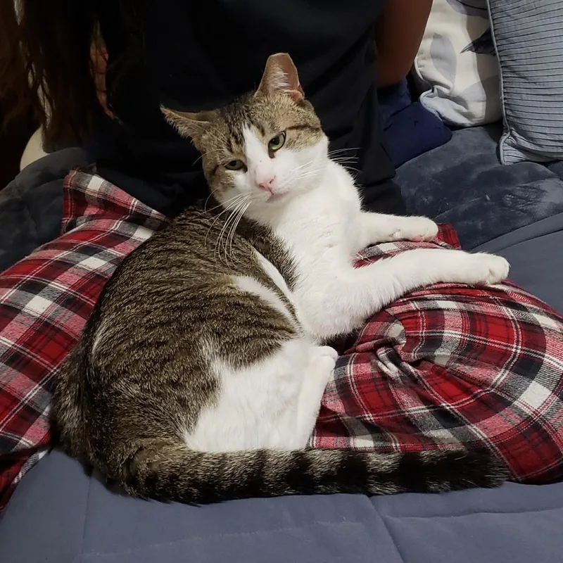 Dirty Harry thumbnail 2